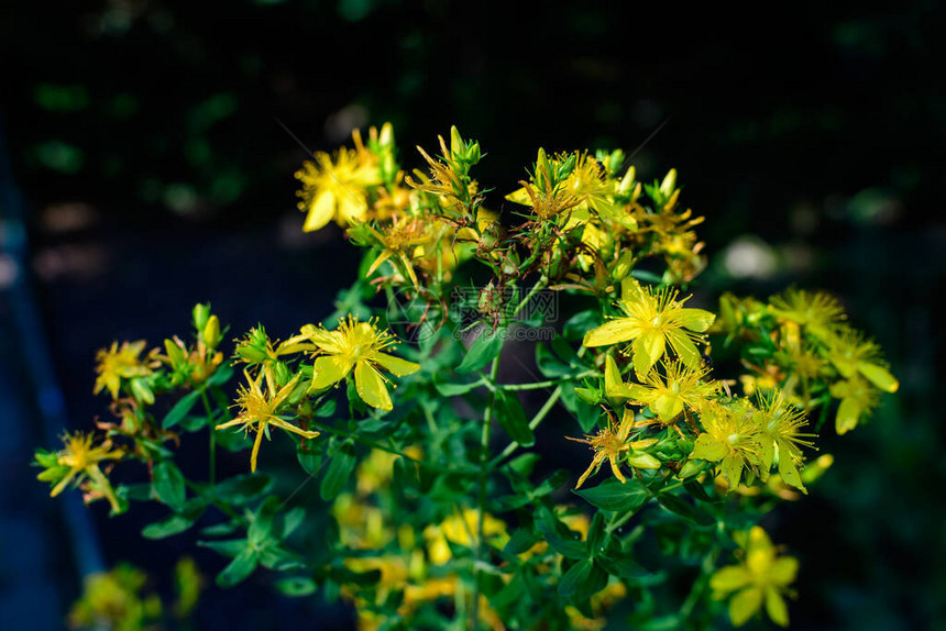 许多精细的黄花朵超液过孔松植图片