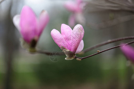 春季粉红色玉兰花的特写图片