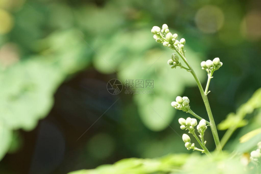 白天在户外生长的彩色花朵的特写图片