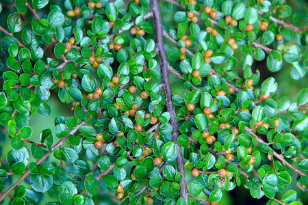 水平的枸子来自枸子绿叶的纹理枸子的叶子和未成熟的浆果绿叶植物的分支图片