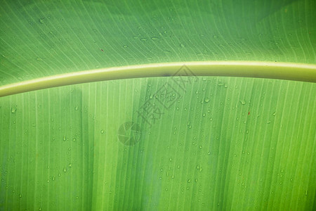 新鲜绿香蕉叶的紧贴结构图案图片