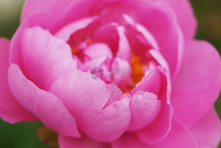 花园背景的粉红小马花朵令图片