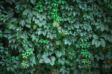 绿色葡萄灌木特写镜头绿叶背景图片