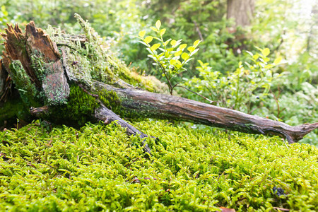 夏季森林绿色苔藓上的老树桩背景图片
