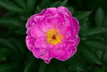 花园的粉红色芽在深绿图片