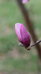 春季粉红色玉兰花的特写图片