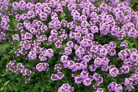 花园背景中的紫色花朵图片