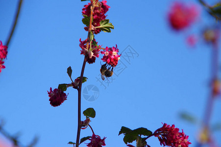 花朵开花的蜜蜂在花园里图片