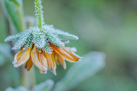 花园里的万寿菊花上结满了霜深秋的第一次霜冻秋季背景图片