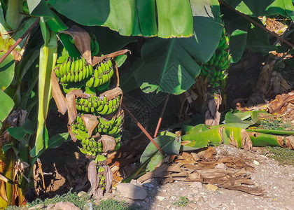 种植园种植的绿香蕉在林地上种植图片