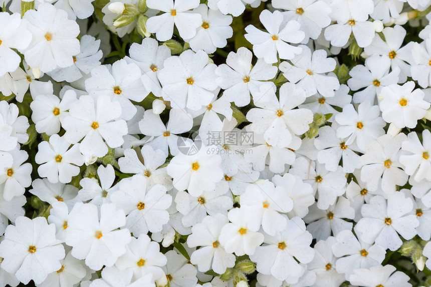 不同品种的福禄考花关闭花背景图片