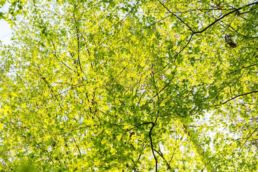春天树枝上的新绿叶春天的树枝图片