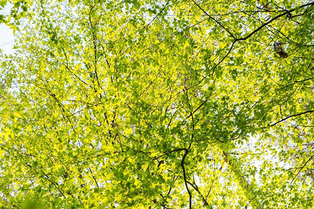 春天树枝上的新绿叶春天的树枝图片