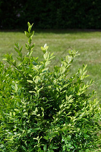 黄杨灌木对绿色草坪的特写图片