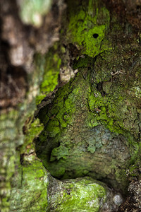 树干上的绿色苔藓图片