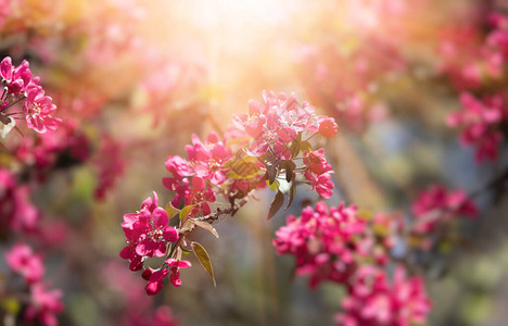 有粉红色苹果花的分支开花在粉红色的装饰野苹果树开花图片