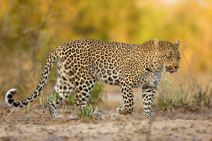 非洲豹Pantheraparduspardus年轻女在其领土上巡逻一只豹子伸出舌头图片
