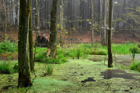 森林中的沼泽美图片