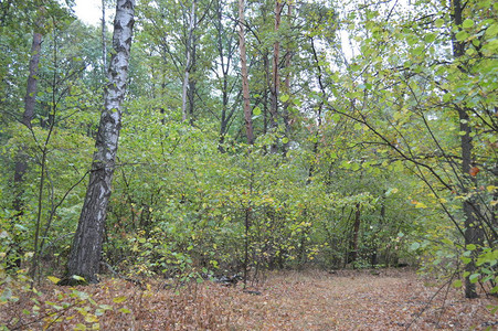 秋天的森林和雨后的树木图片