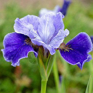 西伯利亚的花朵irissib图片