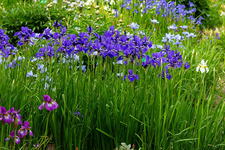西伯利亚的花朵irissib图片