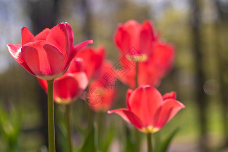 春花红郁金香美丽的红花朵图片