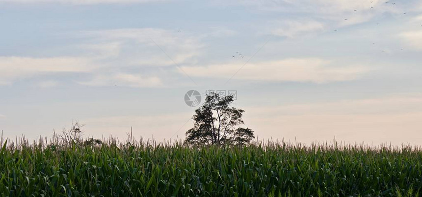 农地上美丽的玉米田图片