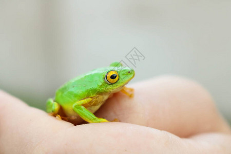 伊西曼加利索可爱的绿色高清图片