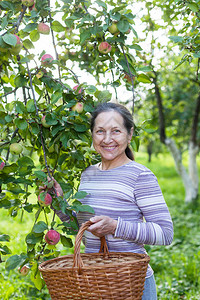 老妈在村花园里摘苹果图片