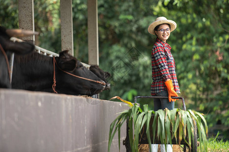亚洲农民女孩微笑着在农场喂奶图片