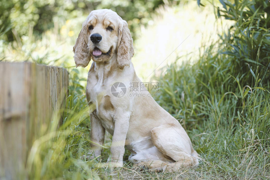 Spaniel坐在厚的绿草地上图片