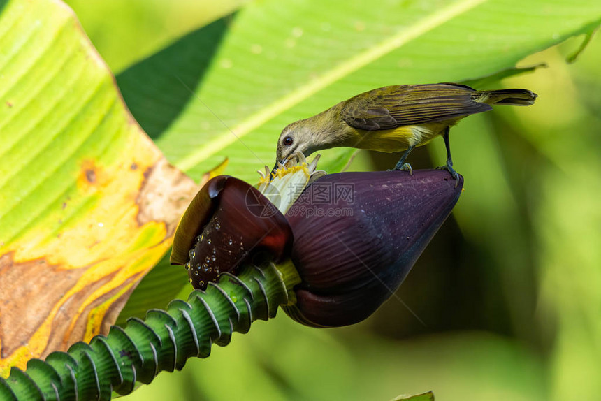 厚嘴蜘蛛猎人将它的喙插入香蕉雌花图片