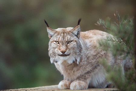 自然森林栖息地的野猫猞猁图片