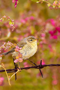 可爱的小鸟多姿彩的春天自然背景小图片