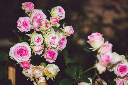 背景自然花玫瑰粉红色的花朵背景模糊花图片