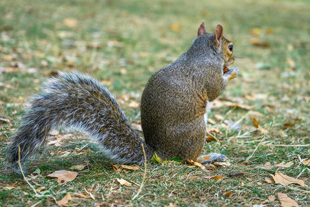 英国伦敦海德公园的松鼠图片