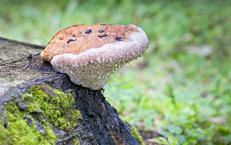 树干上的蘑菇食用蘑菇主要图片