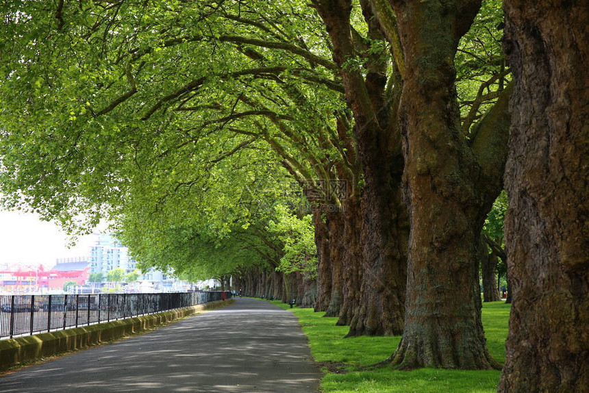 英国伦敦城市公园的绿树图片