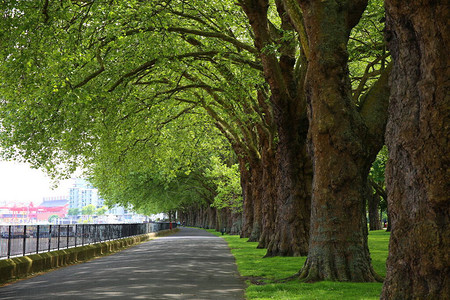 英国伦敦城市公园的绿树背景图片