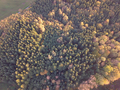 空中森林景观图片