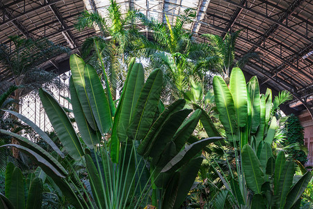 Atocha火车站城市温室棕榈树的横向视图图片