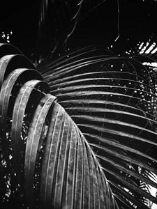黑白热带树叶图片