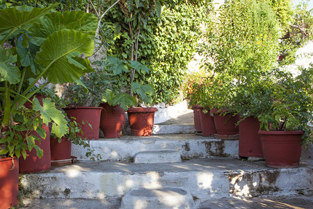 雅典市中心希腊等地的花店和苗图片