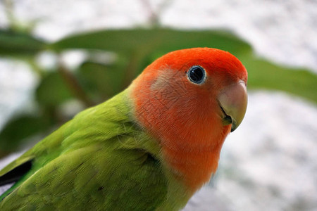 彩色的鸟阿加波尔图片