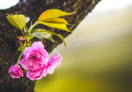 美丽的粉色春季樱花背景图片