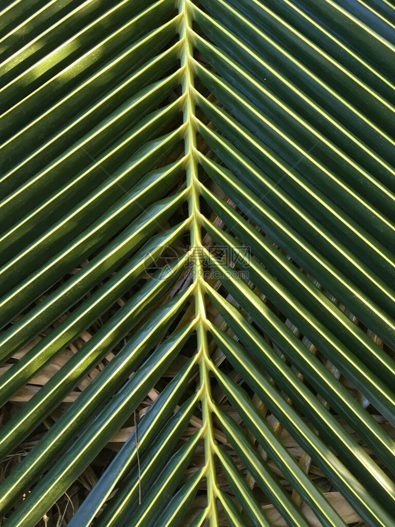 新鲜的绿色椰子叶纹理图片