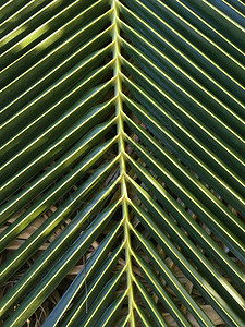 新鲜的绿色椰子叶纹理背景图片