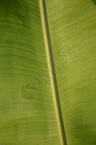 新鲜的绿色香蕉叶子纹理背景图片