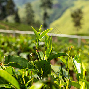 茶树灌木的叶子特写在他们收获种植和收集茶叶的种植园的背图片