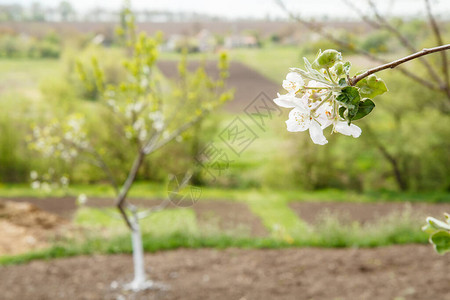 春天果园里盛开的苹果树的枝条图片